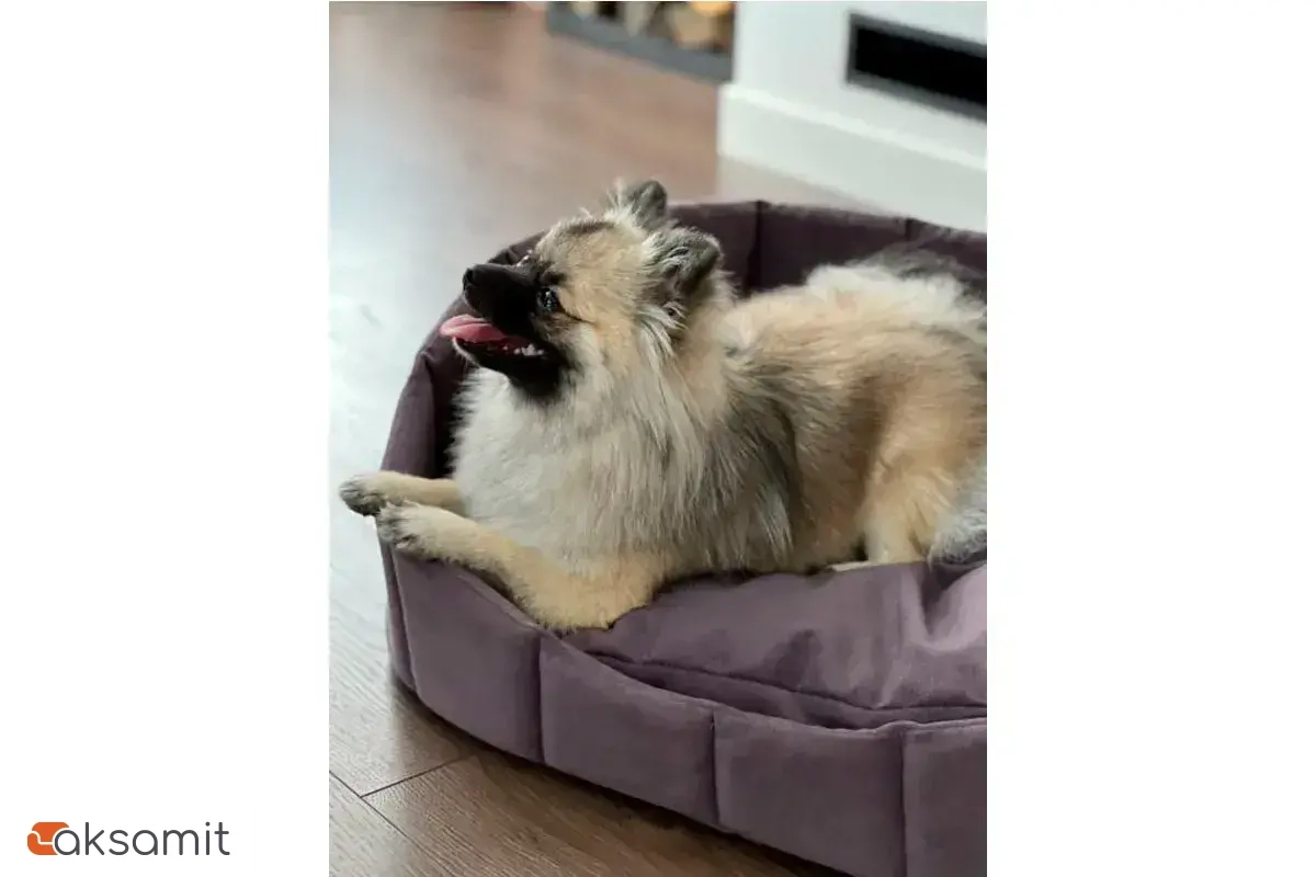 Лежанка Харпер XL XL Фиолетовый